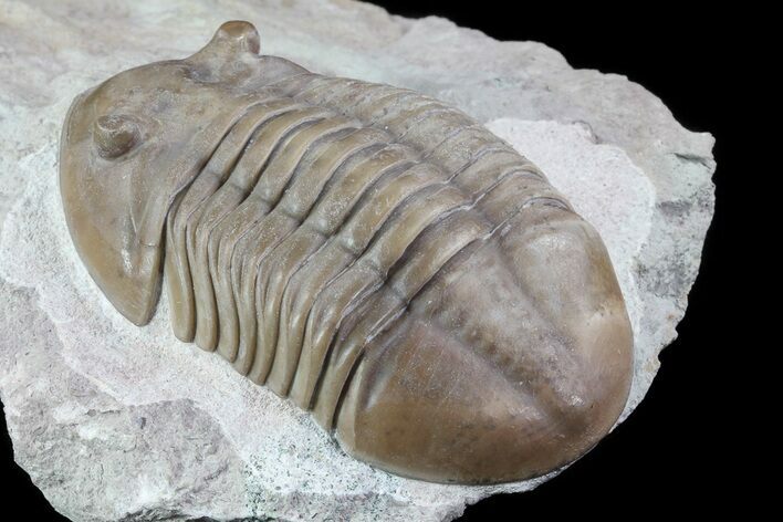 Asaphus Lepidurus Trilobite - Russia #73460